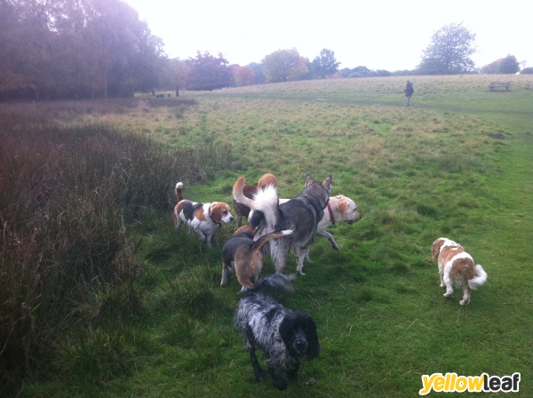 Dogtech Uk