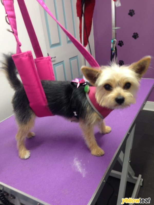 Bubbles Dog Grooming