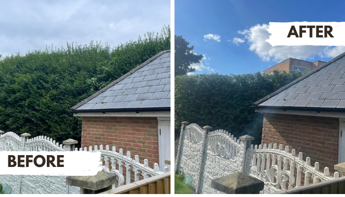Dorset Arborists