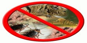 Dynamite Pest Control