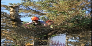 Horizon Tree Surgery