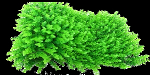 Ingreen Artificial Plants