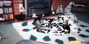 The Dog House Inn